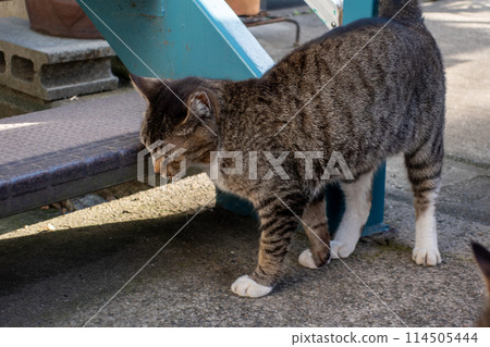 A brown tabby local cat A brown tabby local cat 114505444