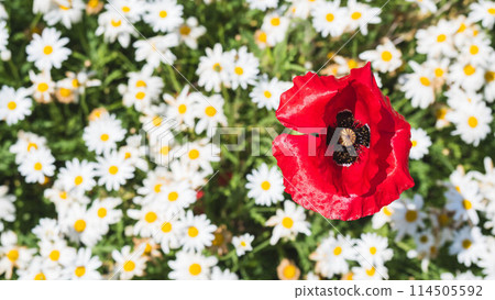 Flower fields on the Shonai Peninsula in Mitoyo City, Kagawa Prefecture 114505592