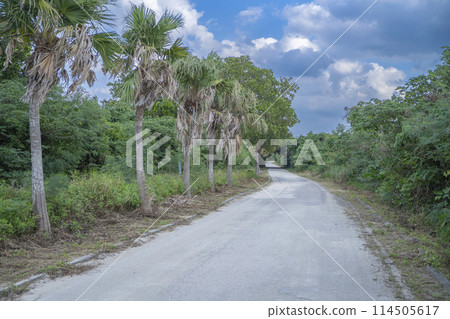A road that gives a sense of the resort area of Taketomi Island, Okinawa A road that gives a sense of the resort area of Taketomi Island, Okinawa 114505617