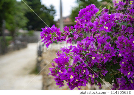 沖繩縣竹富島的村莊風光 沖繩縣竹富島的村莊風光 114505628