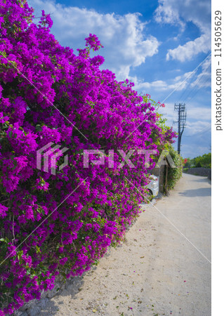 沖繩縣竹富島的村莊風光 沖繩縣竹富島的村莊風光 114505629