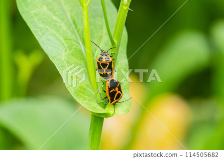 Stink bug (Longhorn bug) mating Stink bug (Longhorn bug) mating 114505682