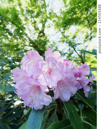 西部杜鵑花 西部杜鵑花 114505886