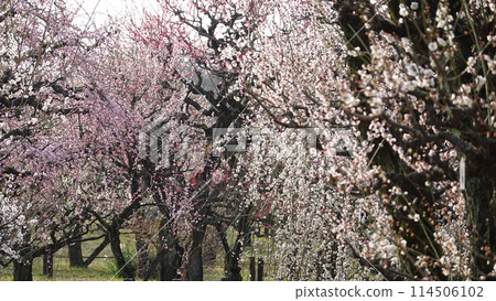 Plum Grove in Osaka Castle Park Plum Grove in Osaka Castle Park 114506102