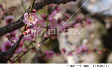 Plum Grove in Osaka Castle Park 114506117