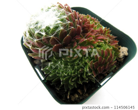 Silk scrolls Silk scrolls 114506145