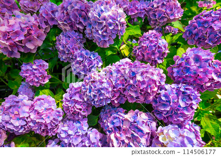 Colorful hydrangea 114506177