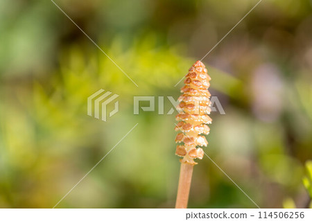 Tsukushinbo ~A place in the sun~ 114506256