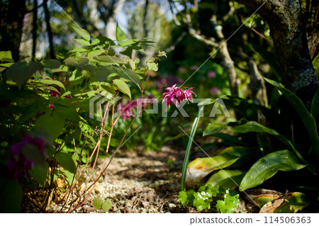 Deep pink epimedium. This flower resembles an anchor and carries the message "I'll never let you go." It is the flower of intense love. Deep pink epimedium. This flower resembles an anchor and carries the message "I'll never let you go." It is the flower of intense love. 114506363