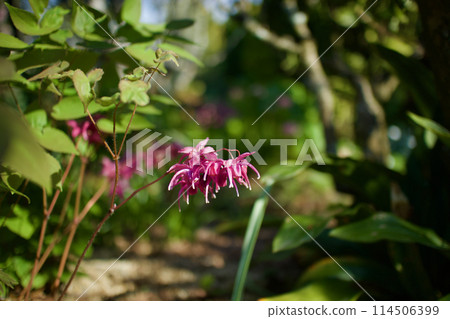 Deep pink epimedium. This flower resembles an anchor and carries the message "I'll never let you go." It is the flower of intense love. Deep pink epimedium. This flower resembles an anchor and carries the message "I'll never let you go." It is the flower of intense love. 114506399