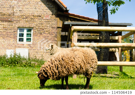 Sheep at a petting zoo in Germany Sheep at a petting zoo in Germany 114506419