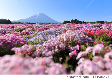 富士柴葉櫻花節 富士柴葉櫻花節 114506574
