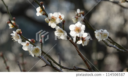 Plum Grove in Osaka Castle Park Plum Grove in Osaka Castle Park 114506587