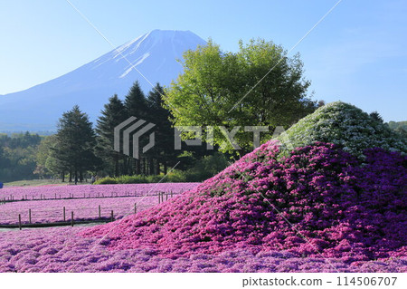 Fuji Shiba cherry-blossom Festival 114506707