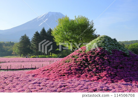Fuji Shiba cherry-blossom Festival 114506708