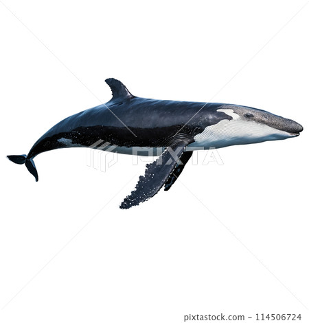 Graceful humpback whale Megaptera novaeangliae diving elegantly massive flukes raised high Animal photography 114506724