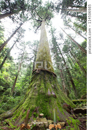 寶來寺山上的笠杉(愛知縣新城市) 寶來寺山上的笠杉(愛知縣新城市) 114506985