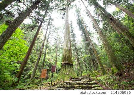 Kasa-cedars on Mt. Horaiji (Shinshiro City, Aichi Prefecture) 114506986