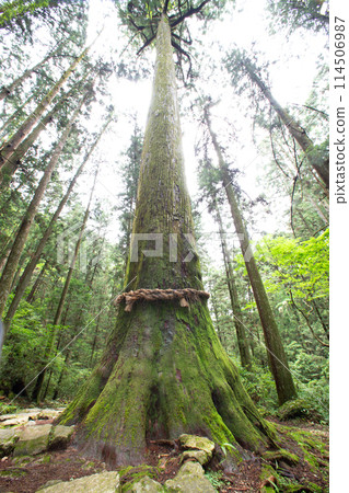 寶來寺山上的笠杉(愛知縣新城市) 寶來寺山上的笠杉(愛知縣新城市) 114506987