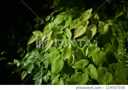 淫羊藿在開出深粉紅色的花朵後葉子。葉、莖具有治療神經衰弱、健忘、強直、強直等功效。 114507030