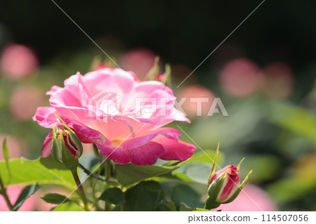 粉紅色的玫瑰和背部模糊 114507056
