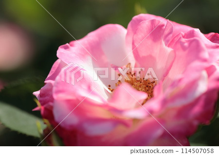 Pink rose flowers are blooming in the rose garden 114507058