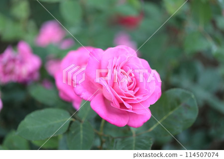 一朵深粉色的玫瑰已經綻放 114507074