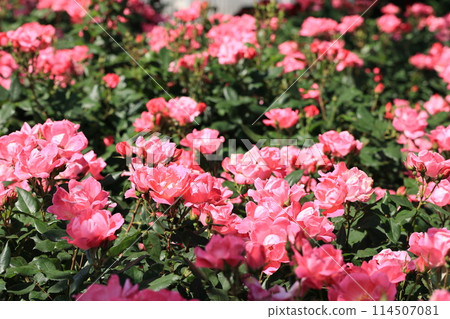 Pink roses in full bloom in the rose garden Pink roses in full bloom in the rose garden 114507081