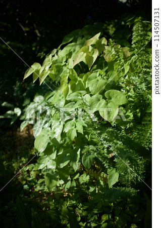 淫羊藿在開出深粉紅色的花朵後葉子。葉、莖具有治療神經衰弱、健忘、強直、強直等功效。 114507131