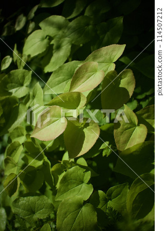 Epimedium leaves after the deep pink flowers have bloomed. The leaves and stems are medicinal for neurasthenia, amnesia, aphrodisiac strength, and strength. 114507212