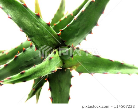 卡斯提洛尼亞埃 114507228