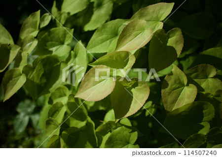 淫羊藿在開出深粉紅色的花朵後葉子。葉、莖具有治療神經衰弱、健忘、強直、強直等功效。 114507240