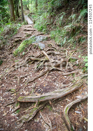Chiiwa Gorge hiking trail (Shinshiro City, Aichi Prefecture) 114507245