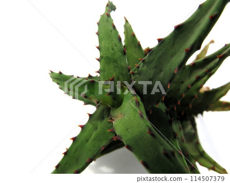 Castilloniae Castilloniae 114507379