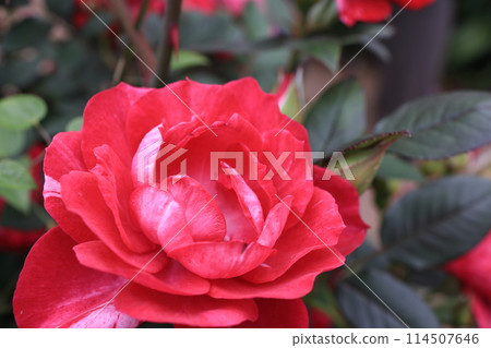 rose rose 114507646