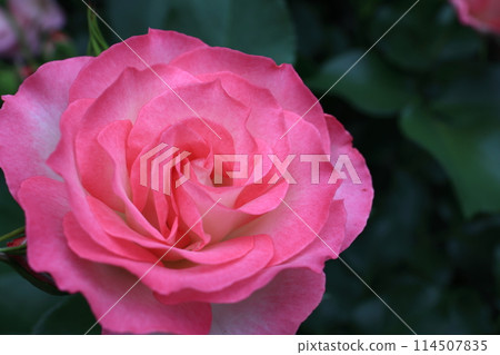 玫瑰 玫瑰 114507835