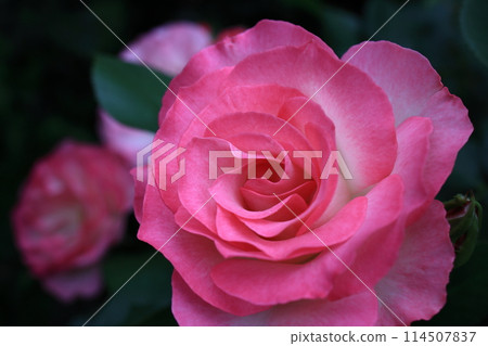 rose	 114507837