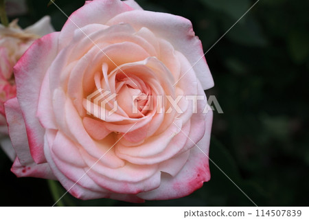 rose	 114507839