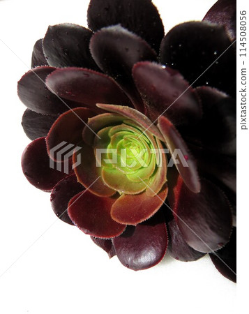 Cashmere Violet 114508056