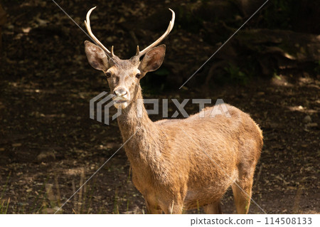 Young Red Deer Stag in Portugal 114508133