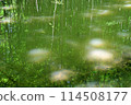 美麗森林的幻覺 114508177