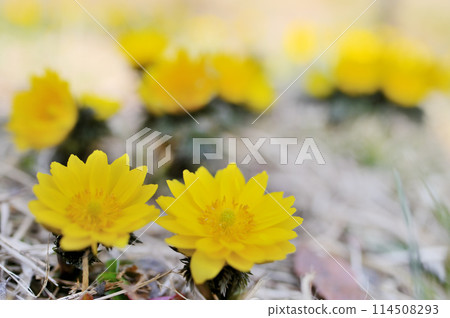 早春圖像：陽光明媚的日子裡盛開的福壽草的特寫 114508293