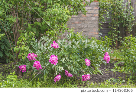 Beautiful purple peonies bush in bloom Beautiful purple peonies bush in bloom 114508366