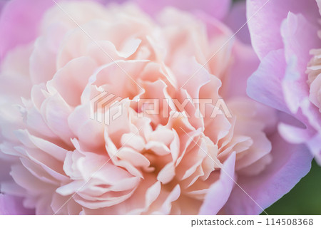 Close up for pink peony flower Close up for pink peony flower 114508368