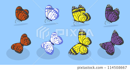 3D Isometric Flat Vector Set of Butterflies, Tropical Flying Insects 114508667