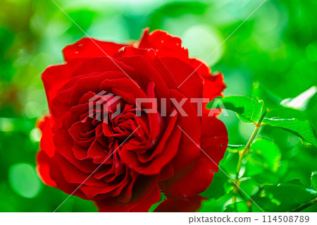 玫瑰 114508789