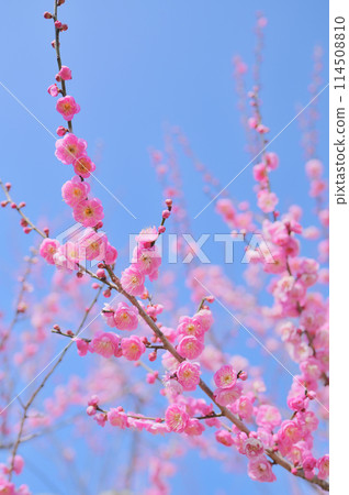 Red plum blossoms blooming on a calm spring day - an image of early spring Red plum blossoms blooming on a calm spring day - an image of early spring 114508810
