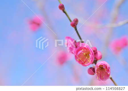 紅梅花在平靜的春日盛開-早春圖像 紅梅花在平靜的春日盛開-早春圖像 114508827