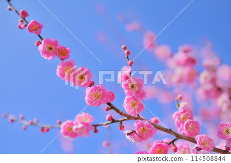 紅梅花在平靜的春日盛開-早春圖像 紅梅花在平靜的春日盛開-早春圖像 114508844