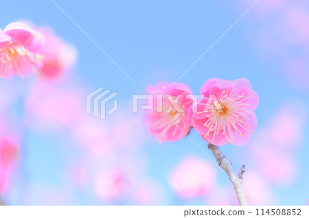 紅梅花在平靜的春日盛開-早春圖像 紅梅花在平靜的春日盛開-早春圖像 114508852